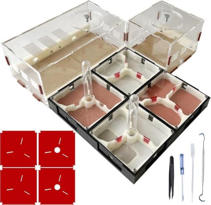 Cast on Ant Farm: A Comprehensive Guide to Creating a Thriving Ant Habitat