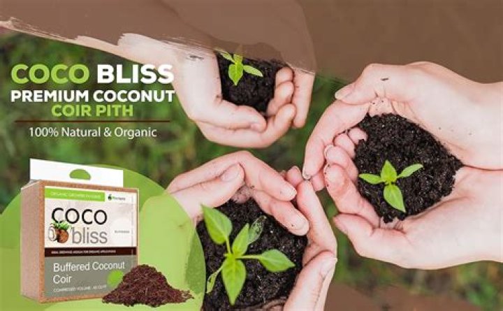 Coco Bliss Leaked: What You Need to Know