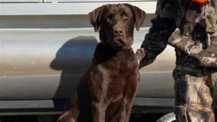 Cole Prevost Dog Video Full Twitter: Everything You Need to Know
