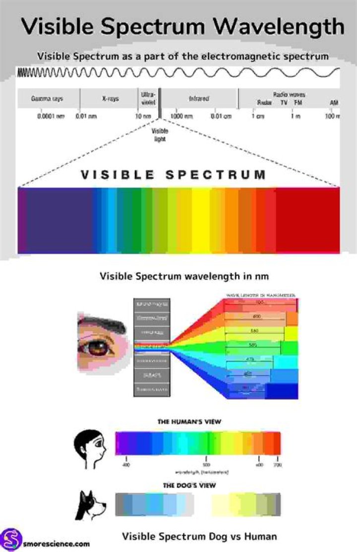 Discover the Spectrum of Quarters: A Guide to Types and Variations