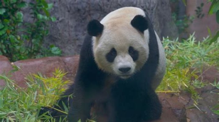 Exploring the San Diego Zoo Pandas: A Comprehensive Guide