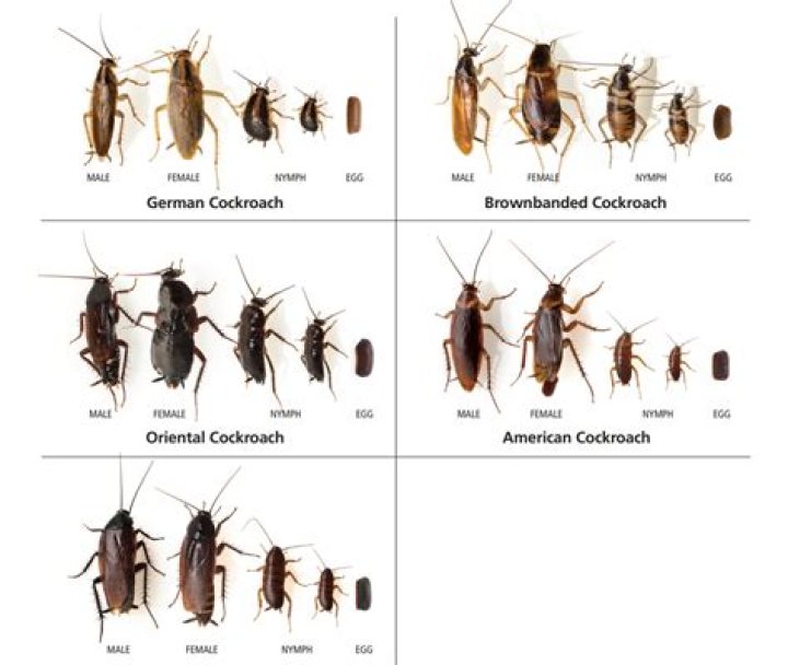 Exploring the World of Roach Images: A Comprehensive Guide
