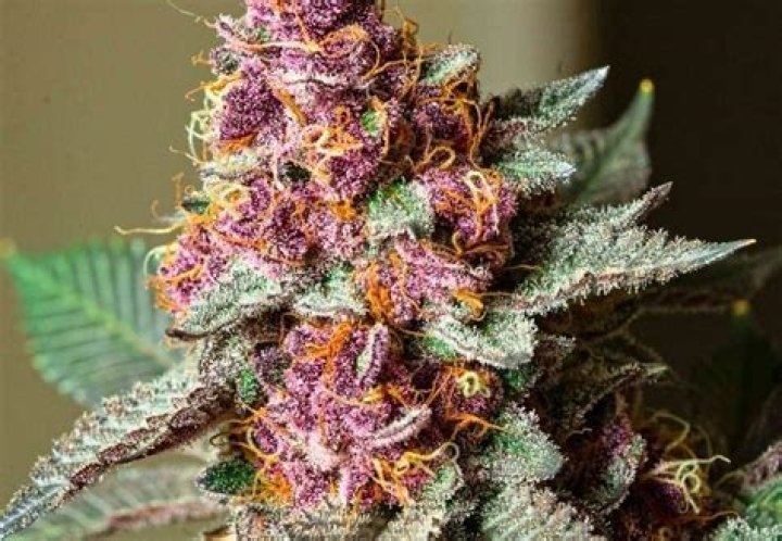 Find the Perfect Nike Weed: Discover the Best Strains and Gear