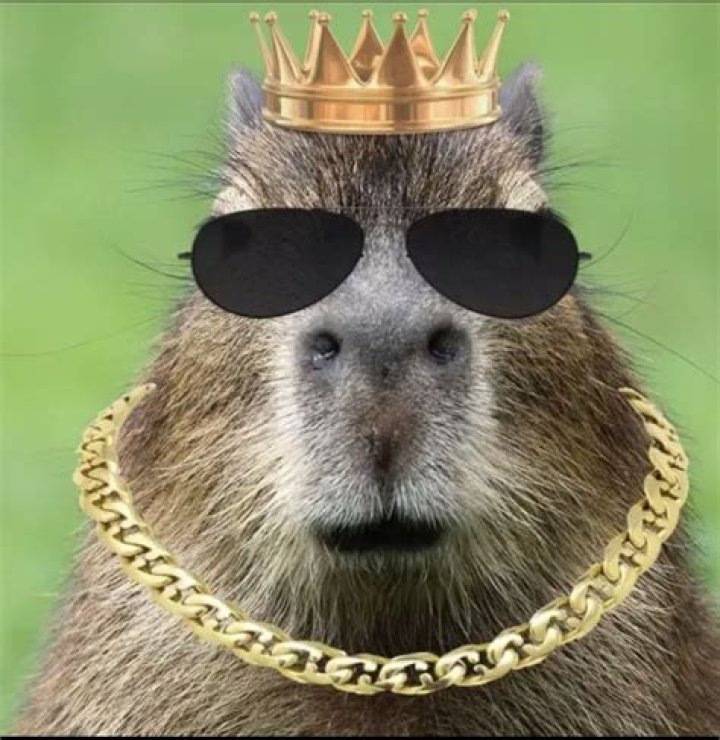 Glen Powell Cabybara Meme: The Viral Sensation Taking Over the Internet