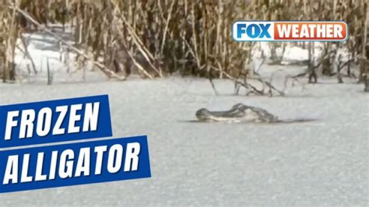 North Carolina Frozen Alligators: Nature's Icy Wonders Explained