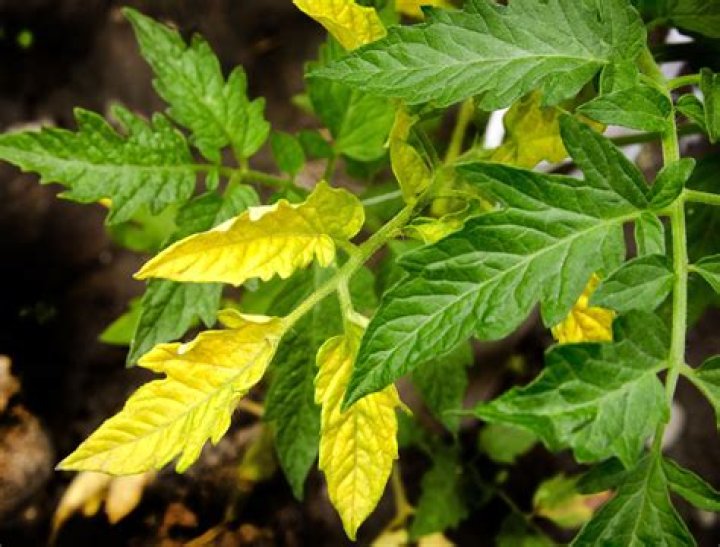 Signs Your Cannabis Plant Leaves Are Turning Yellow and How to Fix It