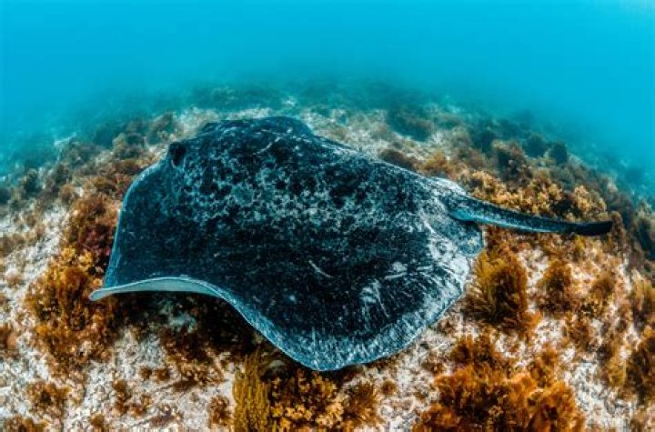 The Biggest Stingray: Unveiling the Secrets of the Ocean’s Gentle Giants