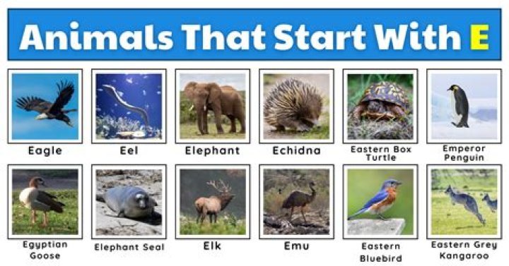 The Enigmatic World of Animals Starting with E