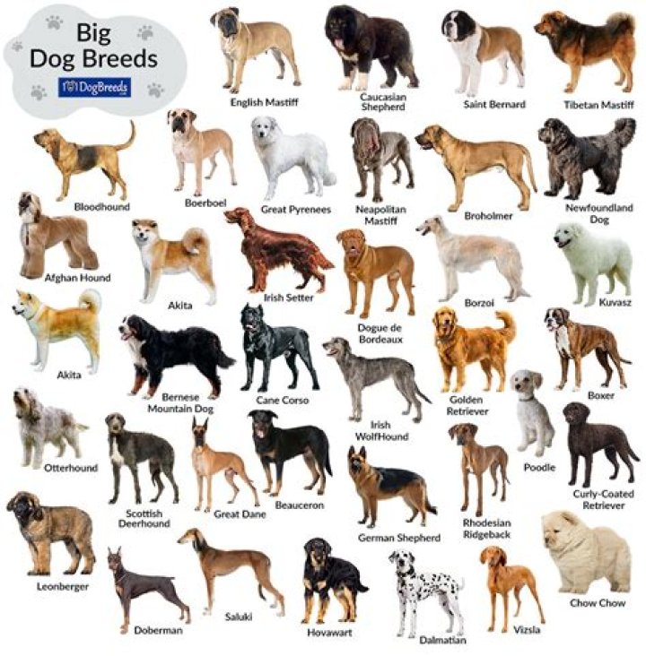 Ultimate Guide to Big Dog Names: Finding the Perfect Name for Your Large Canine Companion
