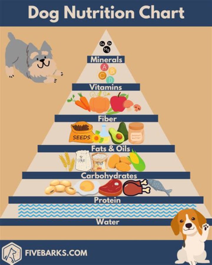Understanding Cheap Dog Food: Quality, Nutrition, and Choices